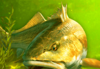 My Fishing World - Realistic fishing - VER. 1.14.93 (Free Gold