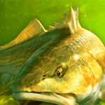 My Fishing World – Realistic fishing – VER. 1.14.93 (Free Gold